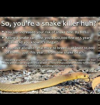 Snake information