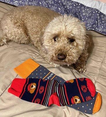 Even dogs like Callie know the value of promotional products! Socks with your logo? We can do that!