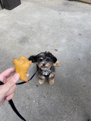 Pumpkin dog treats in the shape of ghosts for Halloween!