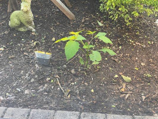 Weeds in landscaping that are supposed to be prevented/removed within their service contract