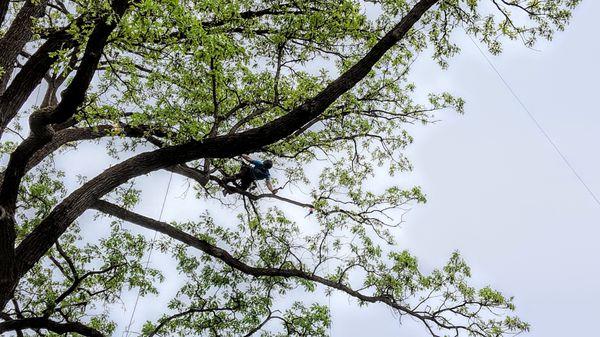 Arborsmith Tree Care