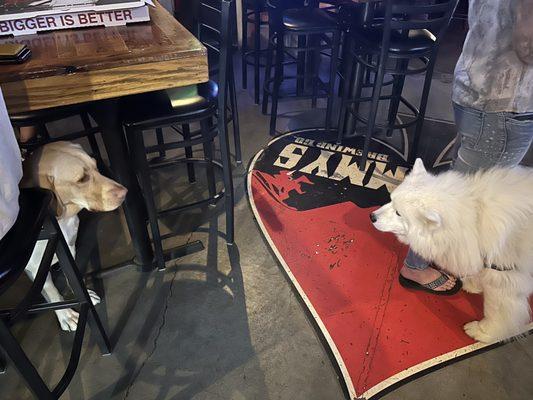 Dog friendly bar