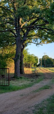 After clearing of the fence. Here at WildWood Landscaping we pride on our finished product. Nicer and cleaner than before we got thers.