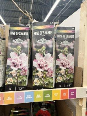 Great price for a durable flowering plant