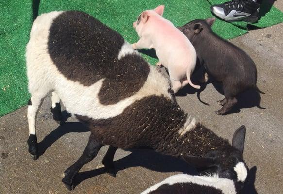 Pony rides and petting zoo for the kiddies.  Look at those piglets, would ya'?