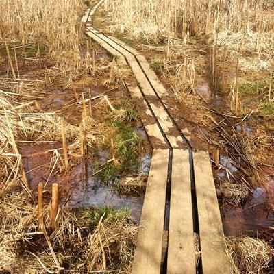 A walkway along a marshy area