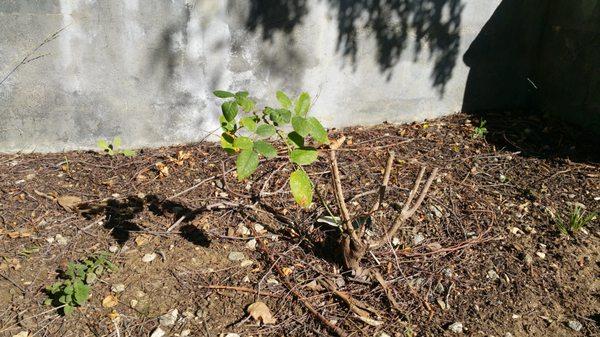 1 year old David Austin Rose