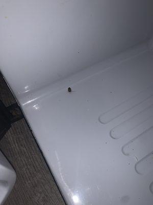 Roach in refrigerator