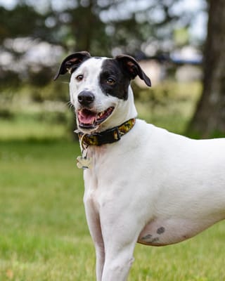 Memphis is always happy- but he is even happier after a day with DogAugustine!