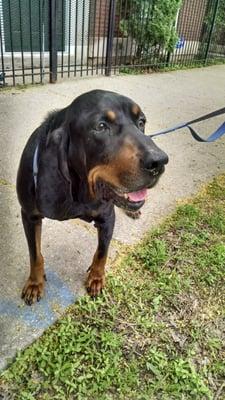 Jo is a super sweet Coon Hound with sensitive ears who loves long walks from Haymarket Hounds!