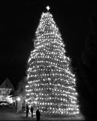 Christmas Lighting and 4ft Star installed on 70ft Spruce Treein North Kingstown. : By All-Scapes