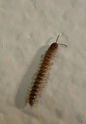 Centipede