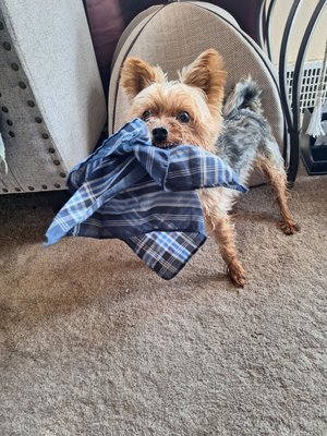 Henry stealing a handkerchief!