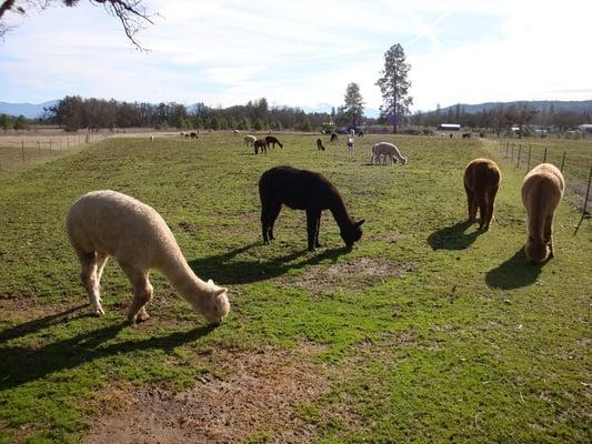 Female alpacas