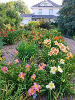 450 Daylily Varieties