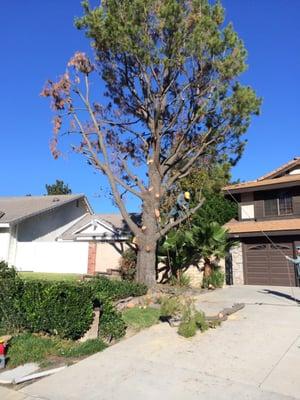 Removing dry tree.