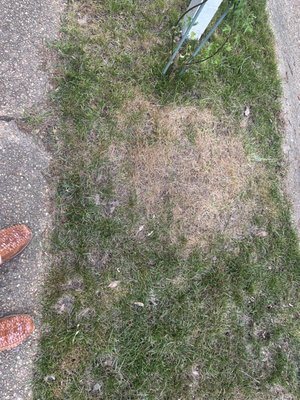 Dead grass