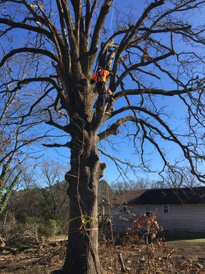 Cleaning out dead woods