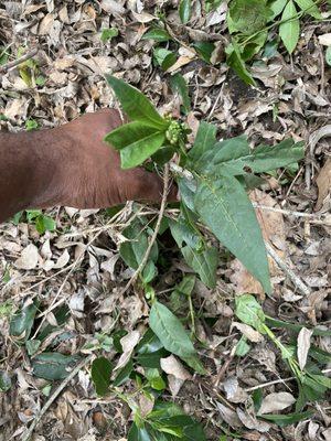 Milkweed plants that never had a chance