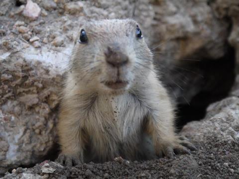 Little Prarie Dog in the new p dog town.  Too Cute!