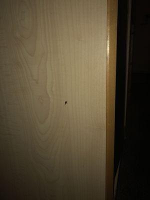 One of many cockroaches, next to bed.