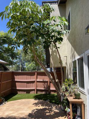 Cleaned up umbrella tree