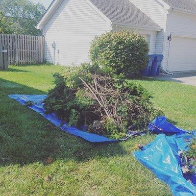 We haul away tree limbs and yard waste.  Contact us for more info at www.actrashhauling.com