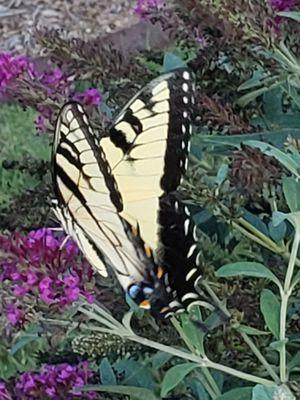 Tiger Swallowtail butterfly on butterfly bush