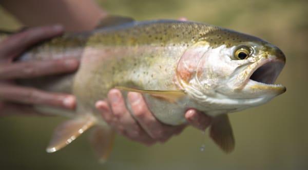 First Cast Outfitters