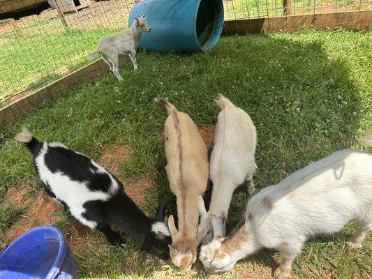 Baby goats on the farm