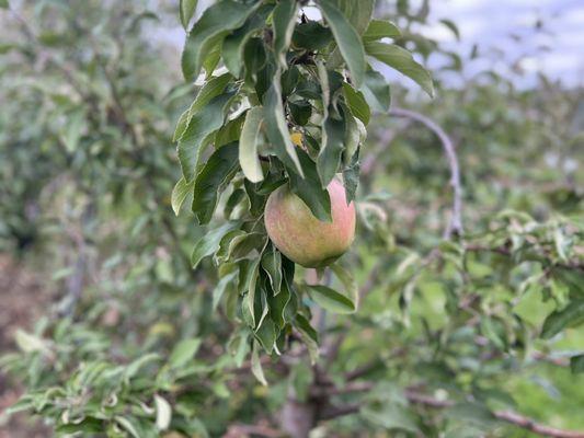 Rogers Family Orchards