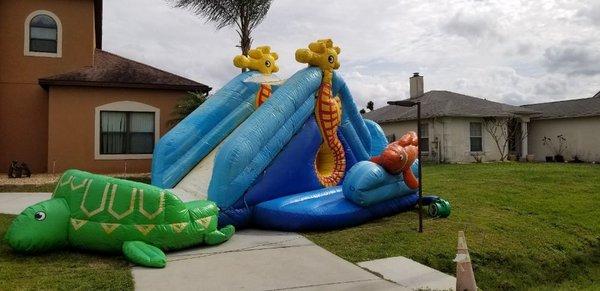 Sea Turtle slide