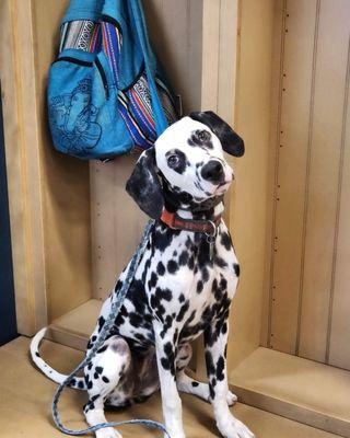 Penelope on a Field Trip to Lowe's!