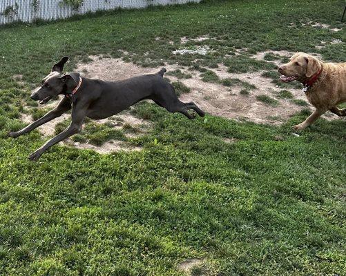 Running Dogs in Dog Day care