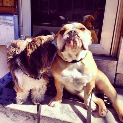 Just another mid day walk for Percy my shih tzu & his friend Norma the french bulldog by Brittany of Dog Day Walking in Bmore!!!