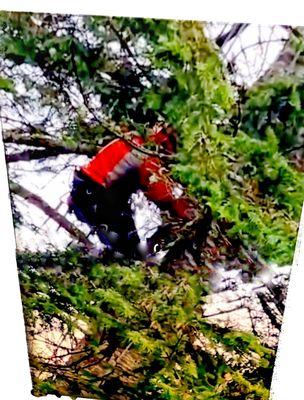 Windsailing hemlocks