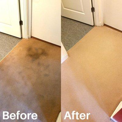 Example Carpet Cleaning Georgetown KY