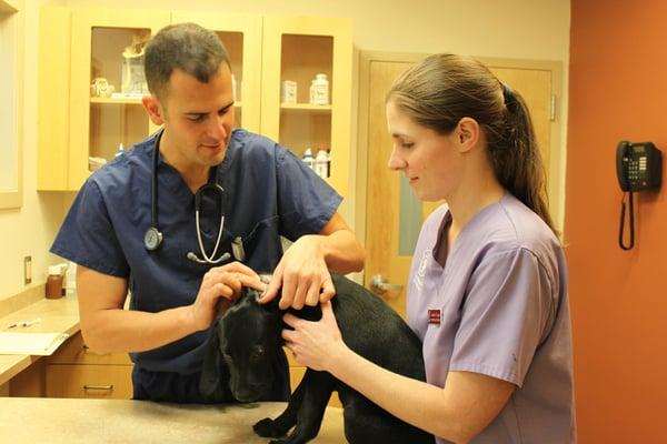 Montville Veterinary Group