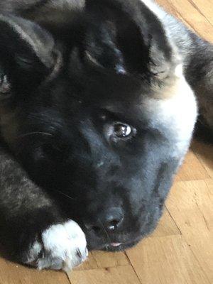 Akita puppy