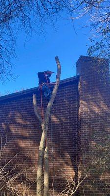 C & M  Tree Services