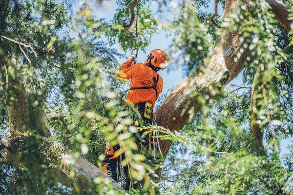 Our tree service techniques are unique and innovative.