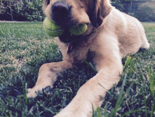 Molly loves her tennis balls!