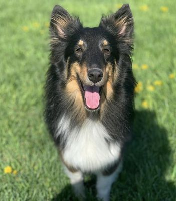 Our happy Grace at The Country Mutt