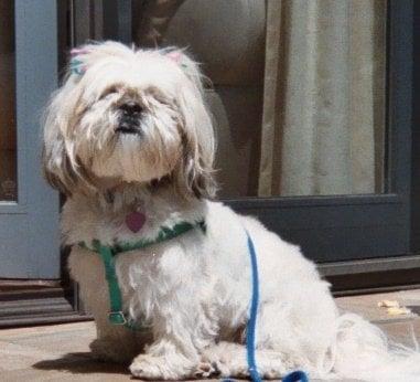 TellingtonTouch helped Blossom learn to walk on leash without digging in her heels.