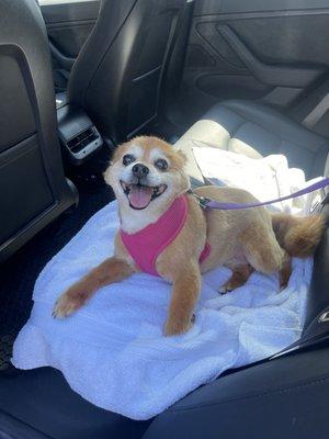 Cara is feeling cool and happy after her haircut at the Almaden Pet Salon.