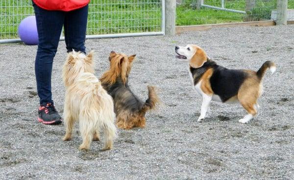 Georgia the Beagle with new friends waiting for the ball!