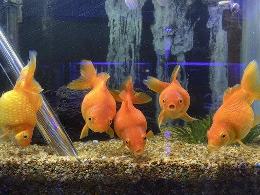 Large goldfish in one of the tanks.