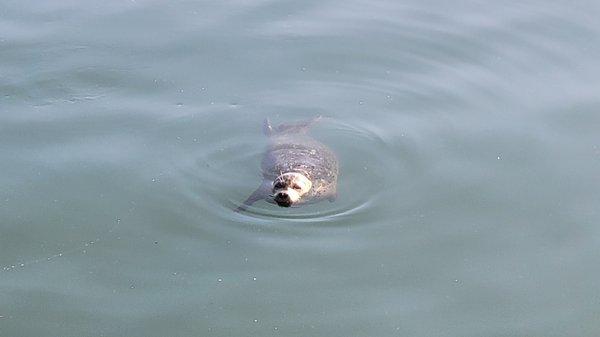 A Seal - hi fella!