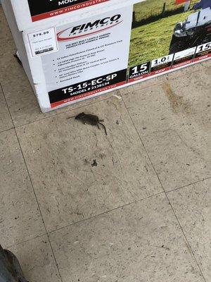 Dead mouse in the entry way... if I noticed it, you know the employees did too.