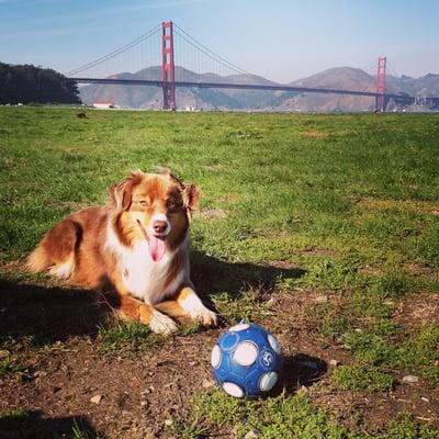 Red Dog Run's namesake, Eleanor (Lil' Elle) the Red Tricolor Australian Shepherd.